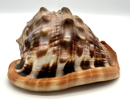 Large 165mm cypraeacassis rufa - cypraeacassis,