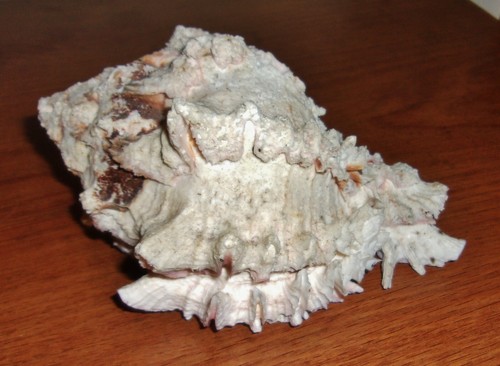 Seashell 4 x 3 - seashell, 4"