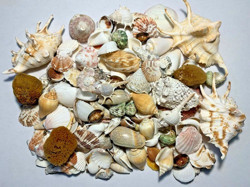 Lbs large indo - 3,