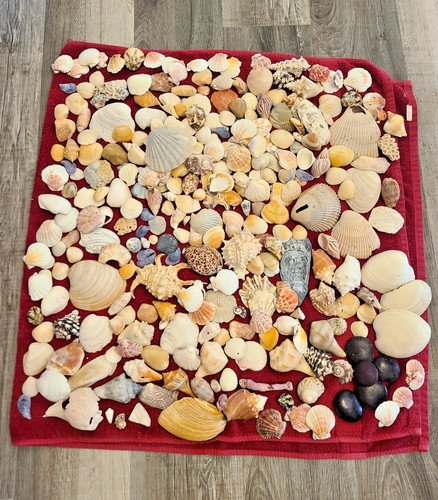Lot pounds seashells - 11+,