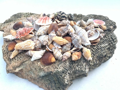 Medium mixed seashells sea - mixed,
