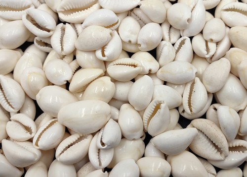 White cowrie seashells bulk - cowrie,