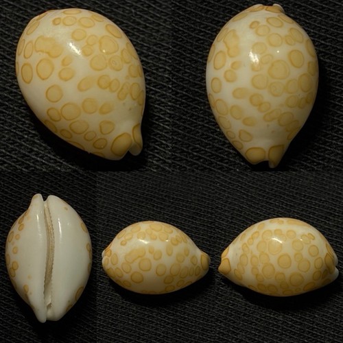 Cypraea mariae sea - sea, 15mm