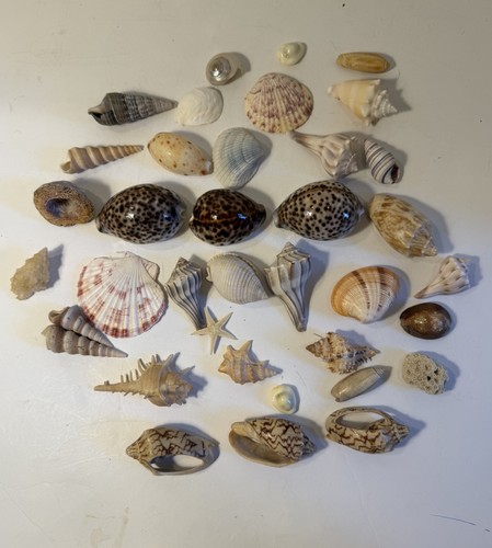 Large seashells natural - seashells,