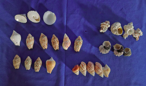 Lot assorted sea - 25,
