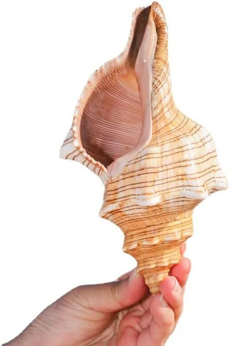 Giant natural conch shell 7 - conch, 6-7