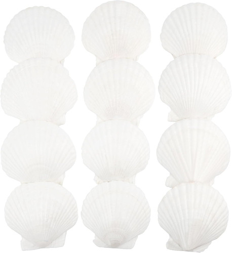 Pcs scallop shells natural - shells,