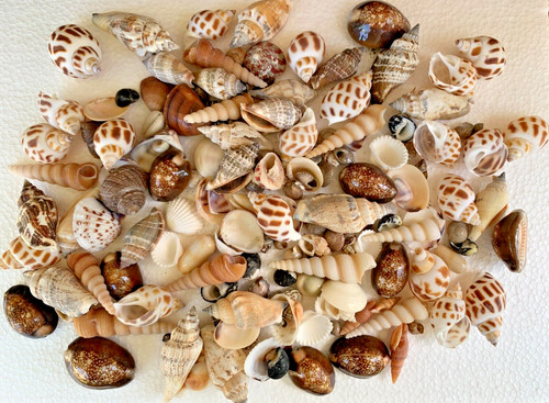 Assorted mixed seashells - mixed, sea