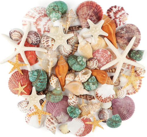 Sea shells mixed ocean - sea,