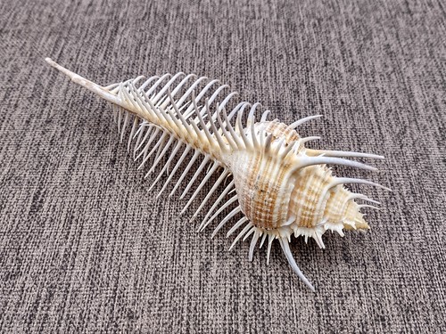 Murex comb seashell - comb,