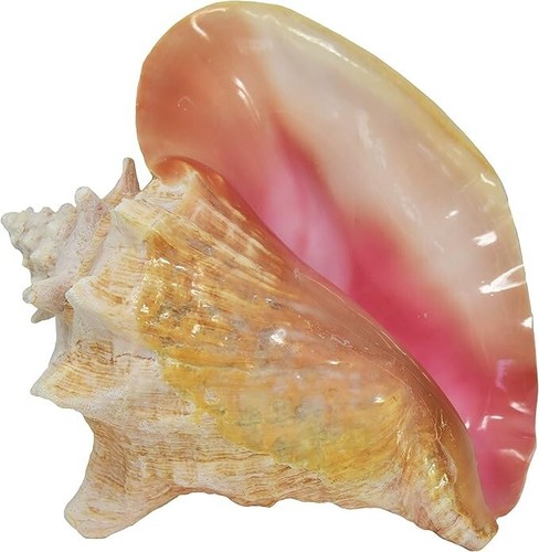 Large bahama queen - bahama,