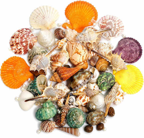Sea shells mixed - shells,
