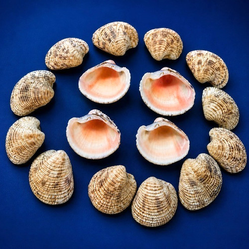 Lady waiting venus seashell - in,