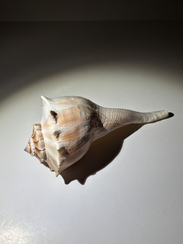 Knobbed whelk seashell - knobbed, —