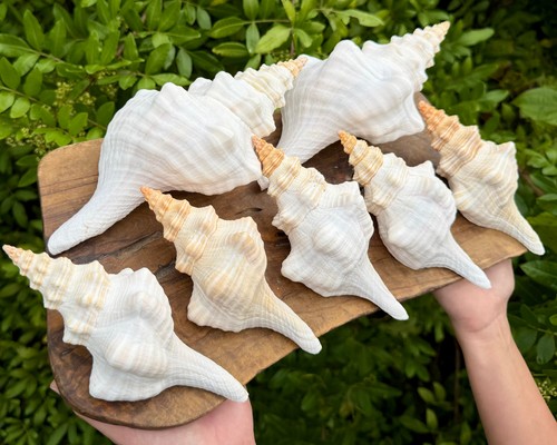 Large florida horse conch - florida,