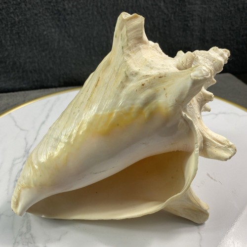 Natural queen conch seashell - natural,