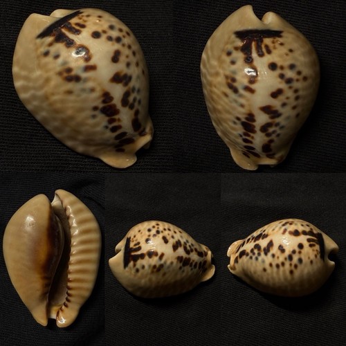 Cypraea mus sea shell 5mm - mus, shell,