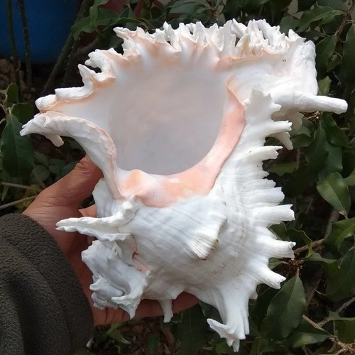 Large white murex ramosus - large,