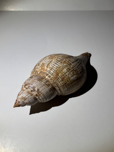 Large true tulip seashell - large, 6”