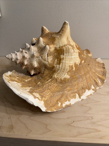 Large natural sea - sea, shell