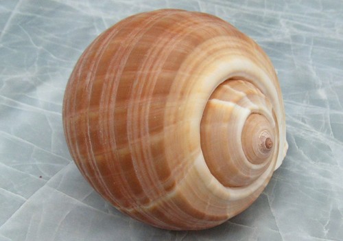 Large tun seashell tonna - large,