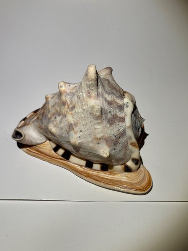 Large king helmet - helmet, seashell
