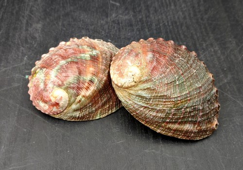 Northern pinto abalone - northern,