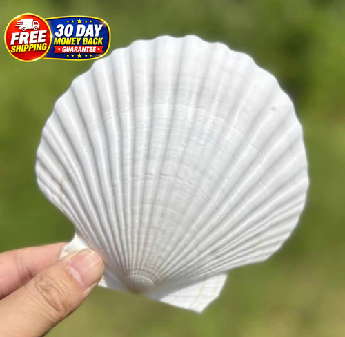 Pcs large scallop shells - pcs,