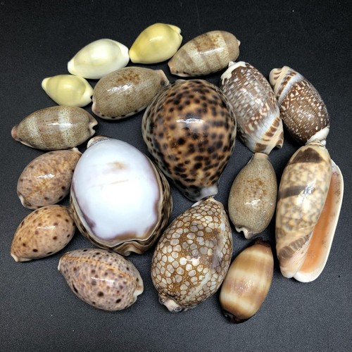 17pc assorted polished - assorted, tiger