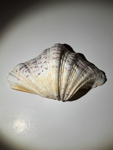 Bear paw clam - paw, hippopus