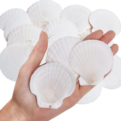 30pcs natural scallop shells - natural,