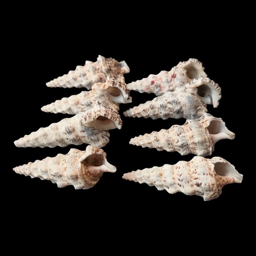 Seashells lot cerith snail - 8,
