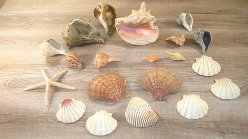 Lot seashells many - 20,