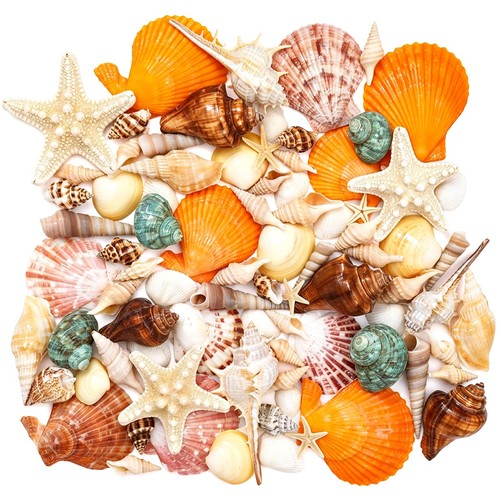 Sea shells mixed ocean - mixed,