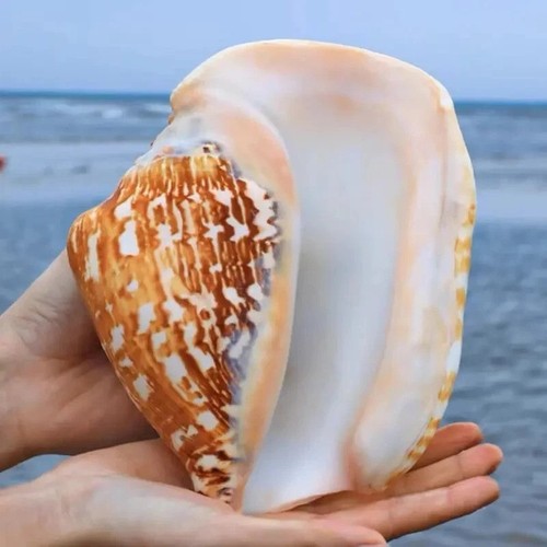 Large natural strombus - large,