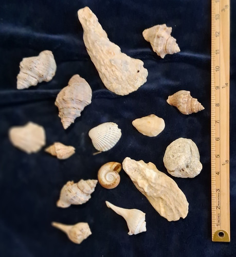 Mixed seashell lot natural - seashell,