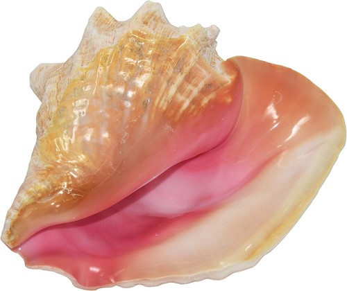 Huge conch seashell - seashell, (pink)