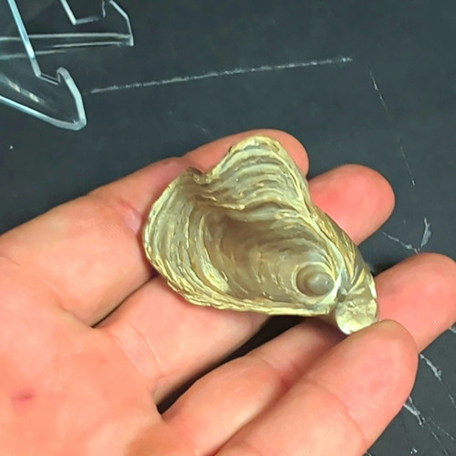 Single shell seashell specimen - shell,