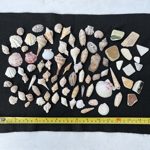 Beautiful sea shells pottery - shells,