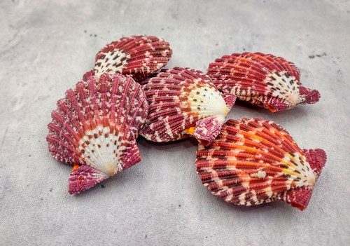 Royal cloak scallop - cloak,