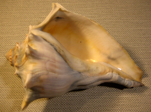 Large knobbed whelk sea - large, 7”