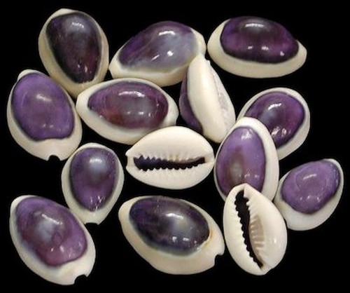 Four purple top - , cowrie