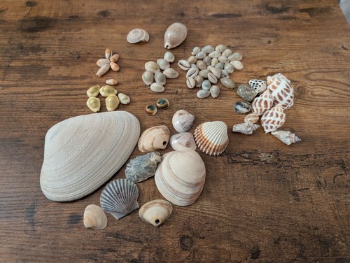 Small seashell bulk - small, lot