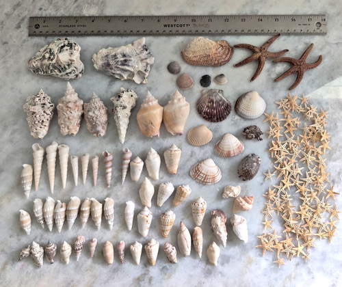 Natural seashells inc - 60+,