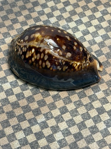 Cypraea mauritiana humpback - cypraea,
