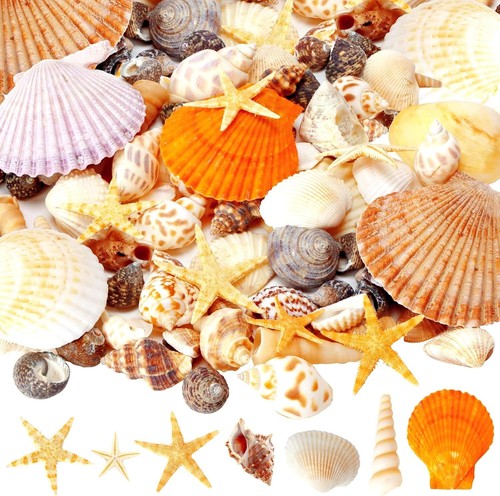 Mixed sea shells pcs - mixed, 80+