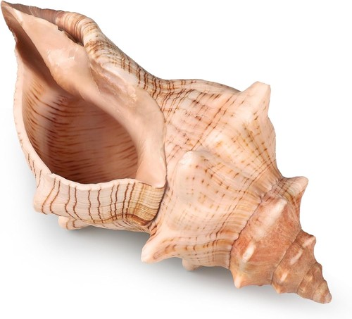 Giant natural conch shell - conch,